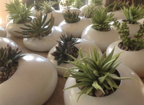 Succulents in Ceramic