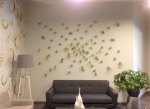 Succulents on Wall
