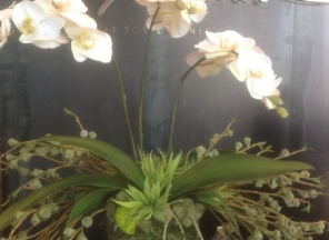 Orchids/Eucalyptus in Glass