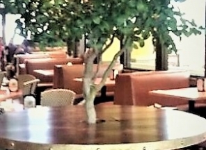 Lemon Tree in Restaurant