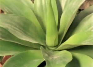 Large Agave